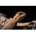 Pogona baby Hypo leatherback RED 